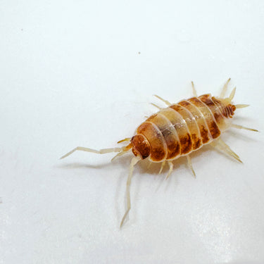 Porcellionides Pruinosus